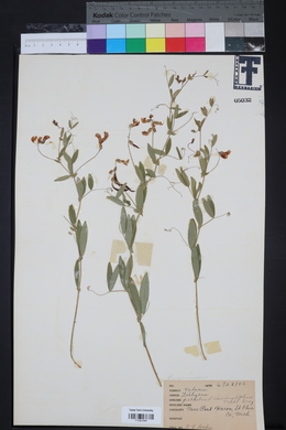 Lathyrus palustris image