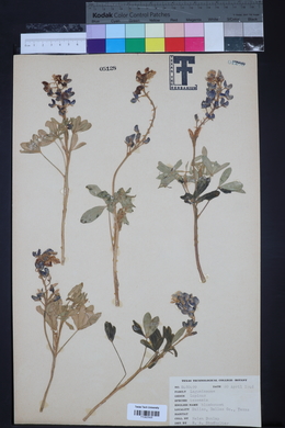 Lupinus texensis image