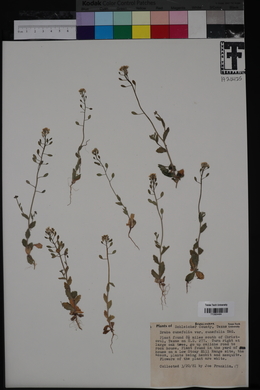 Draba cuneifolia var. cuneifolia image