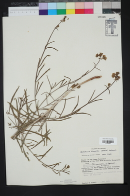 Mirabilis linearis image