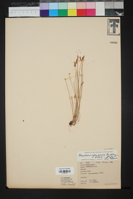 Eleocharis cylindrica image