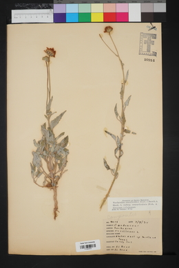 Verbesina encelioides subsp. exauriculata image