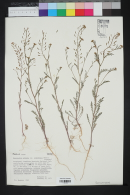 Descurainia pinnata subsp. ochroleuca image