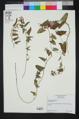 Convolvulus arvensis image