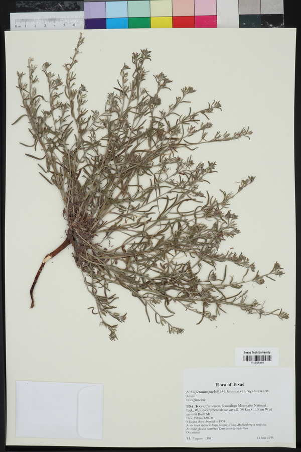 Lithospermum parksii var. rugulosum image