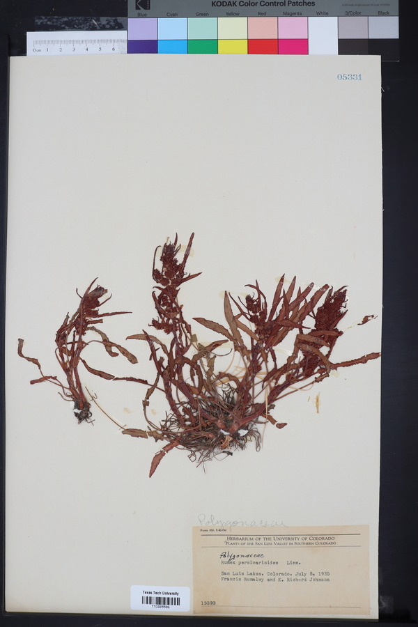 Rumex persicarioides image