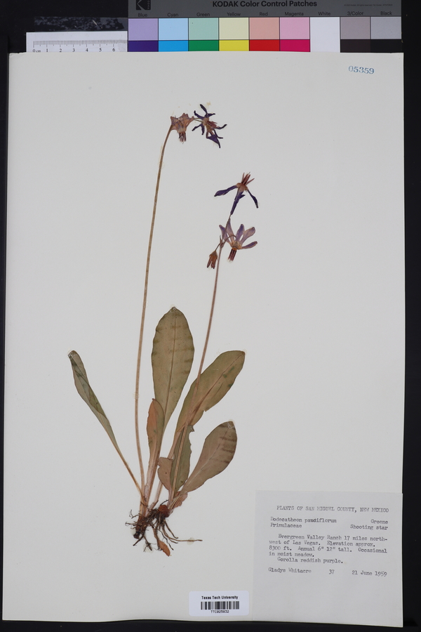 Dodecatheon pulchellum subsp. pulchellum image