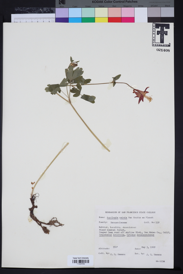 Aquilegia eximia image