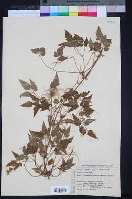 Clematis columbiana image