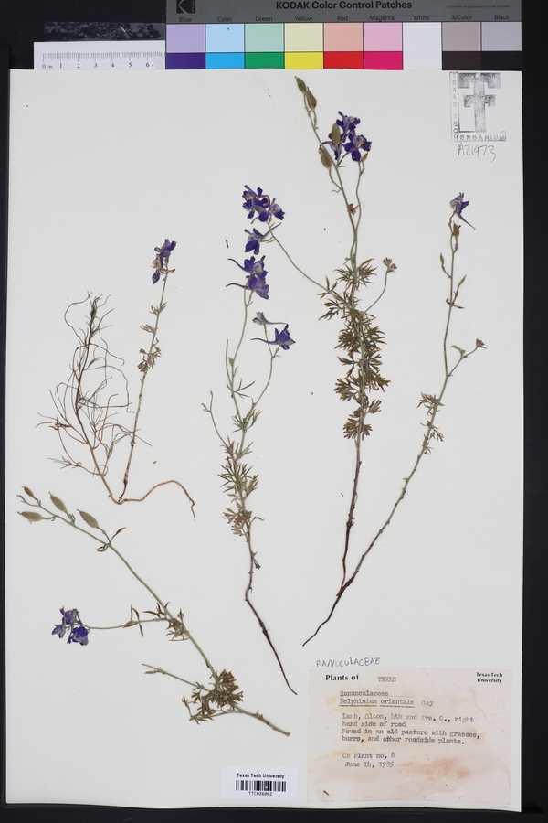 Delphinium orientale image