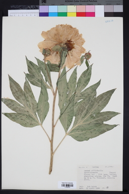 Paeonia officinalis image
