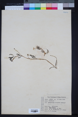 Ranunculus trichophyllus subsp. trichophyllus image