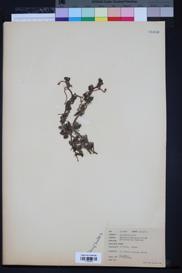 Ranunculus divaricatus image