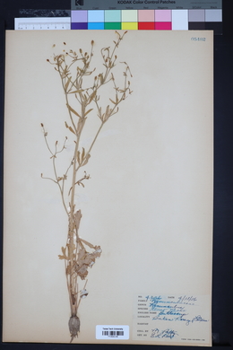 Ranunculus tener image
