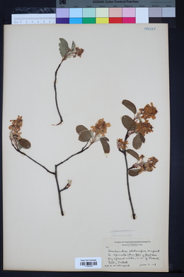 Amelanchier spicata image