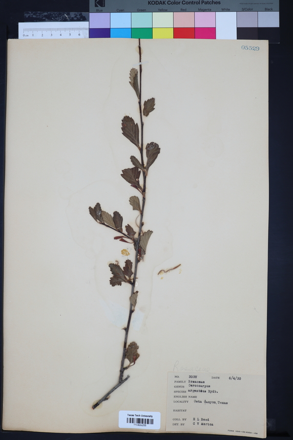 Cercocarpus argenteus image