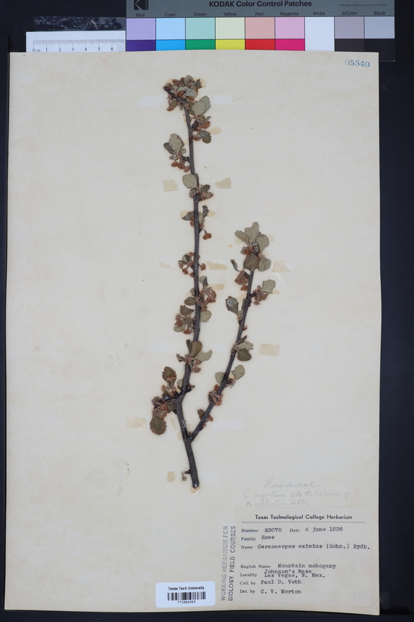 Cercocarpus eximius image