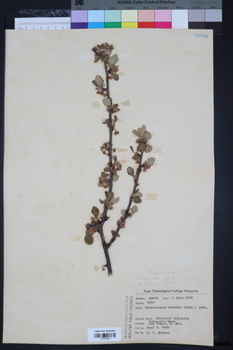 Cercocarpus eximius image