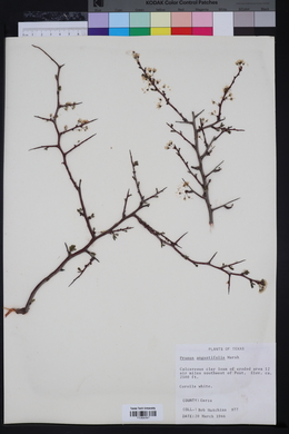 Prunus angustifolia image