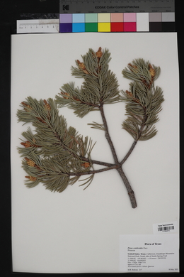 Pinus cembroides image