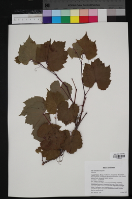 Vitis arizonica image