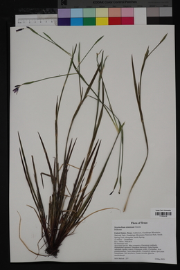 Sisyrinchium demissum image