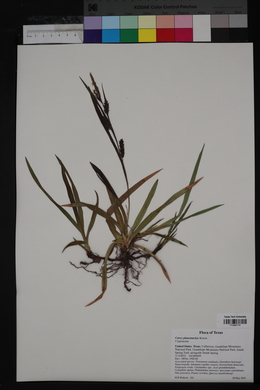 Carex planostachys image