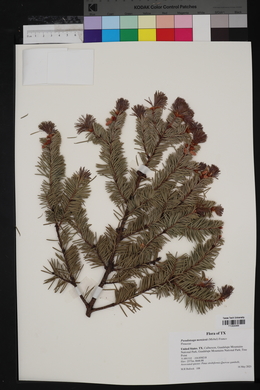 Pseudotsuga menziesii image