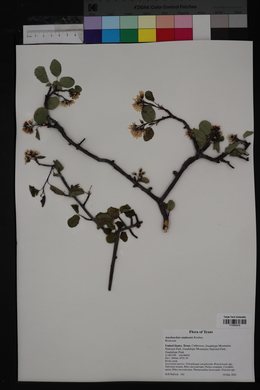 Amelanchier utahensis image