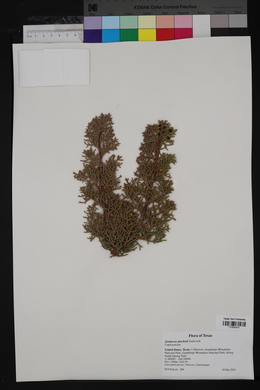 Juniperus pinchotii image