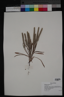 Plantago patagonica image