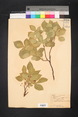 Ptelea trifoliata subsp. trifoliata image