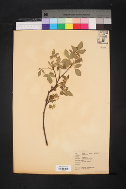 Ptelea trifoliata subsp. trifoliata image