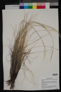 Hesperostipa neomexicana image