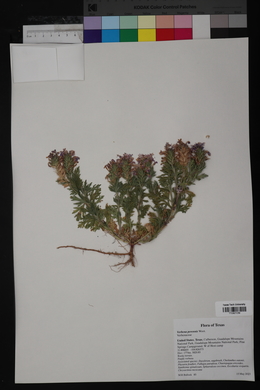 Verbena perennis image