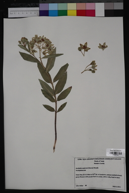 Asclepias asperula image