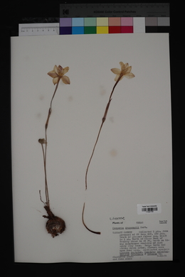 Zephyranthes chlorosolen image