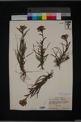 Castilleja indivisa image