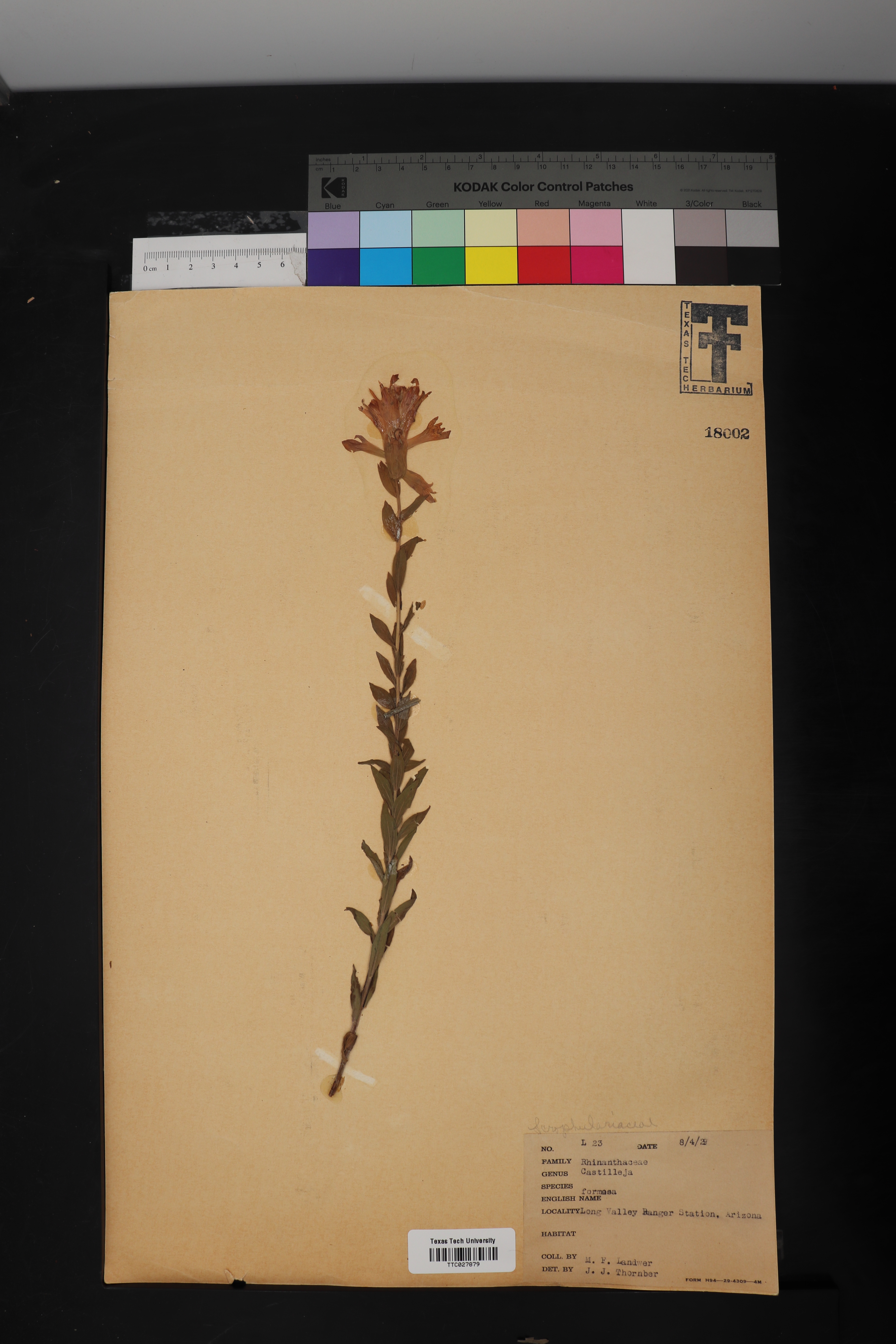 Rhinantheae