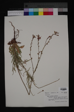 Oenothera suffulta image