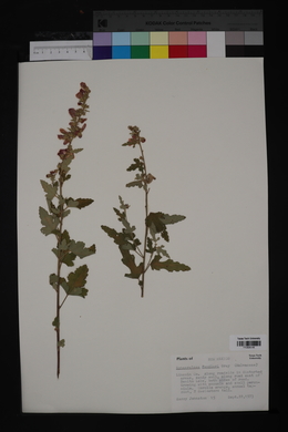 Sphaeralcea fendleri image