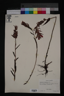 Castilleja rhexiifolia image