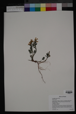 Corydalis aurea image