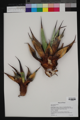 Agave parryi image