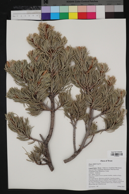 Pinus edulis image