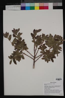 Quercus mohriana image