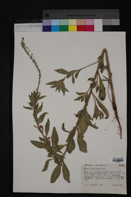 Oenothera curtiflora image