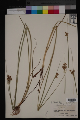 Juncus scirpoides image