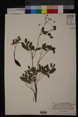 Taenidia integerrima image