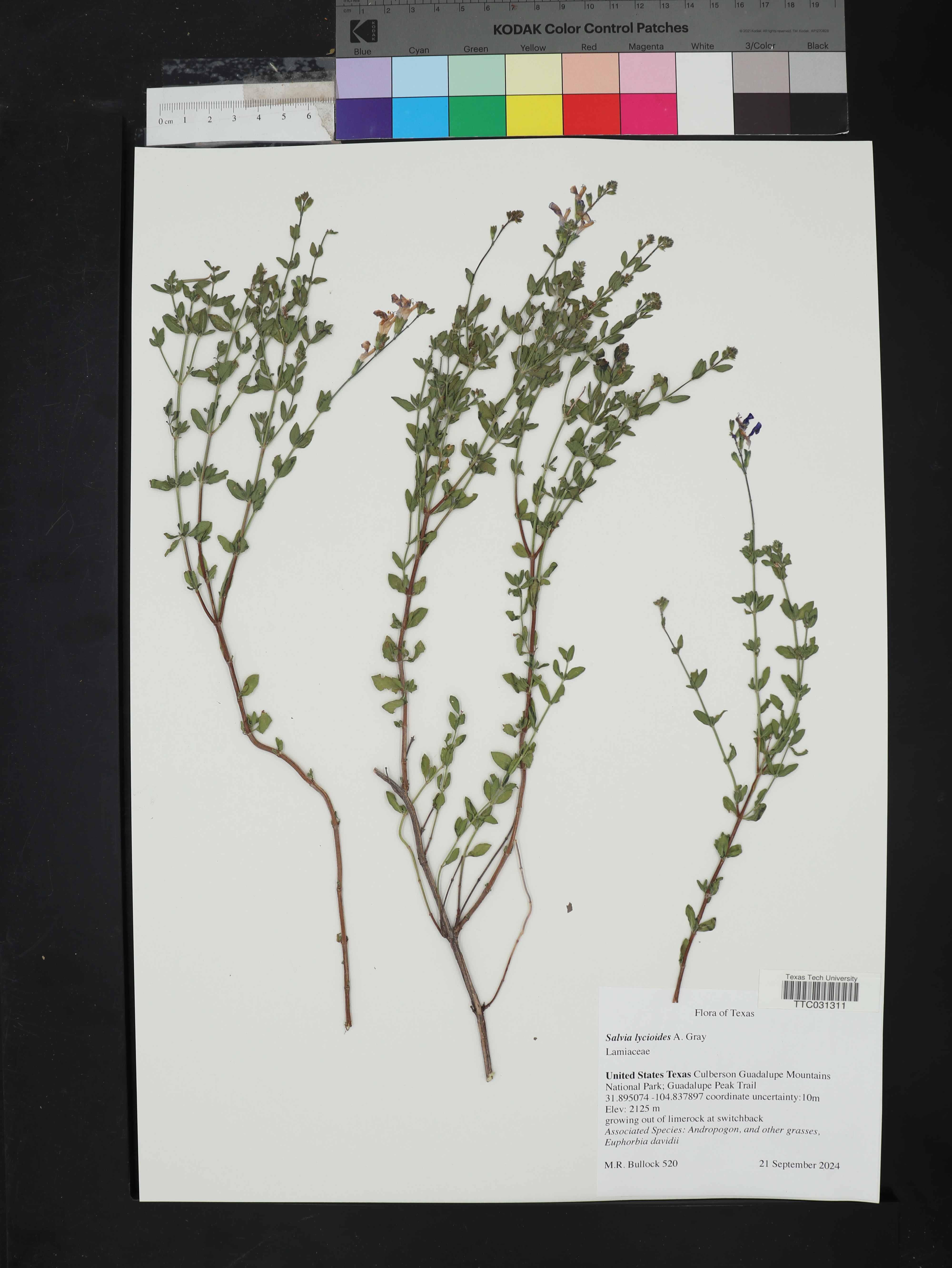 Salvia lycioides